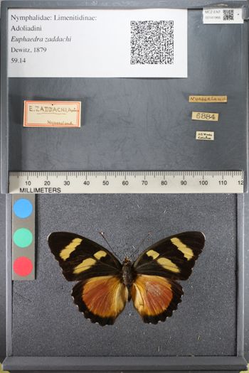 Media type: image;   Entomology 141966